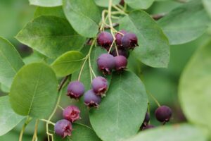 What Does Juneberry Taste Like?