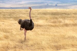 What Does Ostrich Taste Like?