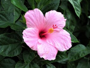 What Does Hibiscus Taste Like?
