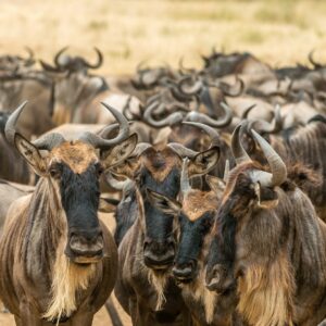 What Does Wildebeest Taste Like?